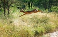 Jumping antelope