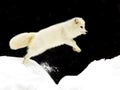 Jumping Arctic Fox Royalty Free Stock Photo