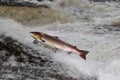 Jumping Atlantic Salmon Royalty Free Stock Photo