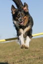 Jumping Aussie