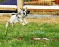 Jumping Baby Goat