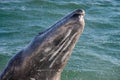 Jumping baby gray whale