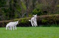 Jumping Baby Lamb