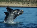 Jumping Southern Right Baby Whale