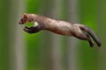 Jumping beech marten, small opportunistic predator, nature habitat. Stone marten, Martes foina, in typical european forest environ Royalty Free Stock Photo