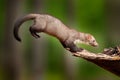 Jumping beech marten, small opportunistic predator, nature habitat. Stone marten, Martes foina, in typical european forest Royalty Free Stock Photo