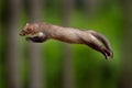 Jumping beech marten, small opportunistic predator, nature habitat. Stone marten, Martes foina, in typical european forest