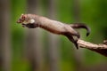 Jumping beech marten, small opportunistic predator, nature habitat. Stone marten, Martes foina, in typical european forest Royalty Free Stock Photo