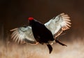 Jumping Black Grouse Royalty Free Stock Photo