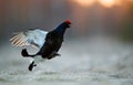 Jumping Black Grouse Royalty Free Stock Photo