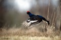 Jumping Black Grouse Royalty Free Stock Photo