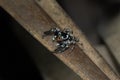 Jumping black spider in rain forest