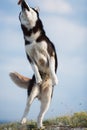 Jumping blue-eyed Funny Siberian Husky Dog open mouth Catching treat, Against the background of the sky and mountains. A dog catch