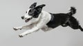 The Jumping Border Collie.AI generated image Royalty Free Stock Photo