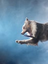 Jumping border collie with disc. The movement of the dog in the studio. Sports with an active pet, Royalty Free Stock Photo