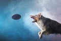 Jumping border collie with disc. The movement of the dog in the studio. Sports with an active pet, Royalty Free Stock Photo