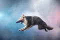 Jumping border collie with disc. The movement of the dog in the studio. Sports with an active pet, Royalty Free Stock Photo