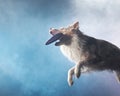 Jumping border collie with disc. The movement of the dog in the studio.