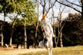 A Jumping Border Collie