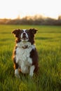 The jumping border collie in the meadow