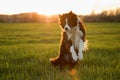 The jumping border collie in the meadow