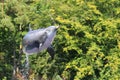 Jumping bottlenose dolphin Royalty Free Stock Photo