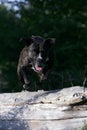 Jumping cane corso dog