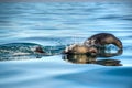 Jumping Cape fur seal (Arctocephalus pusillus pusillus) ., False Bay, South Africa