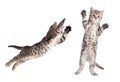 Jumping cat set isolated Royalty Free Stock Photo