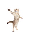 Jumping cat striped Scottish fold isolated Royalty Free Stock Photo