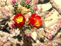 Jumping Cholla in Bloom