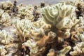 Jumping Cholla cactus garden in Joshua Tree National Park Royalty Free Stock Photo