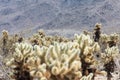 Jumping Cholla cactus also known as Cylindropuntia garden in Joshua Tree National Park Royalty Free Stock Photo