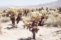 Jumping Cholla cactus also known as Cylindropuntia garden in Joshua Tree National Park California Royalty Free Stock Photo