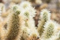 Jumping Cholla cactus also known as Cylindropuntia garden in Joshua Tree National Park Royalty Free Stock Photo