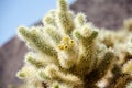 Jumping Cholla cactus also known as Cylindropuntia garden Royalty Free Stock Photo