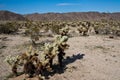 Jumping Cholla Cactus Field Royalty Free Stock Photo