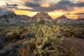 Jumping Cholla Cactus sunset in Red Rock Canyon