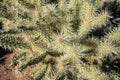 Jumping Cholla (Cylindropuntia fulgida) close up