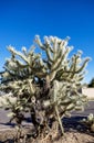 Jumping Cholla (Cylindropuntia fulgida), Phoenix, AZ Royalty Free Stock Photo