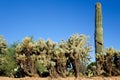 Jumping Cholla and Saguaro at Xeriscaped Roadside, Phoenix, AZ