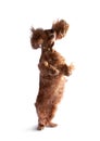 Jumping cocker spaniel Royalty Free Stock Photo