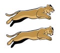 Jumping Cougar Royalty Free Stock Photo