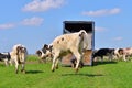 cow jumping high in green meadow Royalty Free Stock Photo