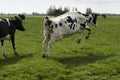 Jumping cow in the meadow