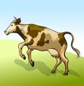 The jumping cow on the meadow on sky background Royalty Free Stock Photo