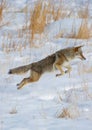 Jumping coyote in winter for food