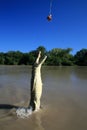 Jumping Crocodille, Kakadu, Australia Royalty Free Stock Photo