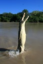 Jumping Crocodille, Kakadu, Australia Royalty Free Stock Photo