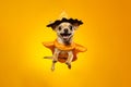 Jumping cute Chihuahua dog wearing Halloween costume